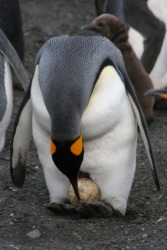 This penguin holding his egg is incubation. This penguin holding his egg is incubation.