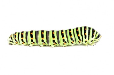 This caterpillar is an example of a larva. This caterpillar is an example of a larva.