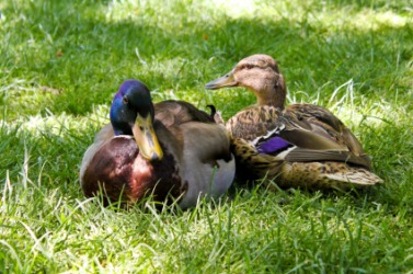 These ducks are mates. These ducks are mates.