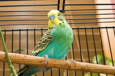 A bird sits on it's perch. A bird sits on it's perch.