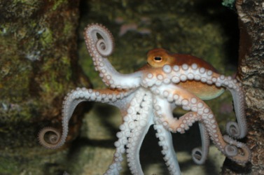 The tentacles of an octopus. The tentacles of an octopus.