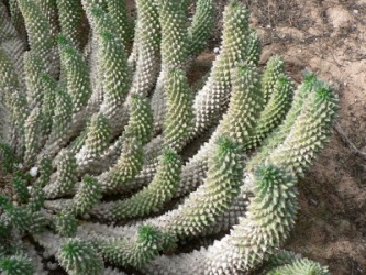 This cactus is an example of a xerophyte. This cactus is an example of a xerophyte.