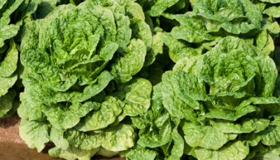 A couple of heads of bibb lettuce. A couple of heads of bibb lettuce.