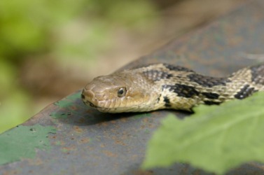 Hiss is the sound a snake makes. Hiss is the sound a snake makes.