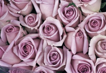 A mauve flower. A mauve flower.