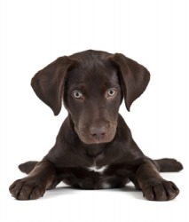 A puppy is a whelp. A puppy is a whelp.