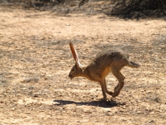 Whid describes the movement of a rabbit. Whid describes the movement of a rabbit.