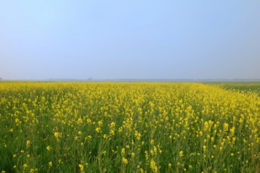 Mustard fields in Bihar. Mustard fields in Bihar.