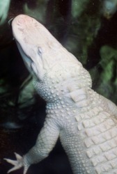 A rare albino alligator. A rare albino alligator.