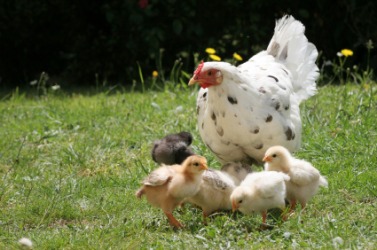 This hen and her chicks are banties. This hen and her chicks are banties.