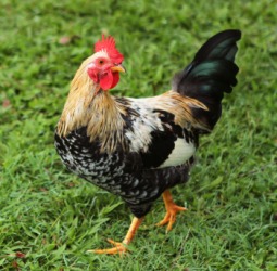 This rooster is a banty. This rooster is a banty.