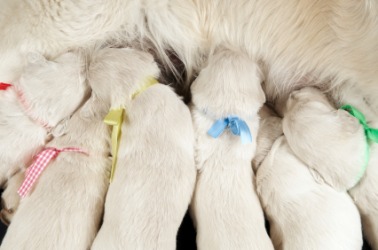 Breeding dogs produces puppies. Breeding dogs produces puppies.