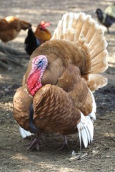 Gobble is the sound a turkey makes. Gobble is the sound a turkey makes.