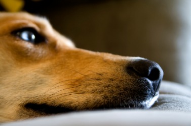 A dog displaying listlessness. A dog displaying listlessness.