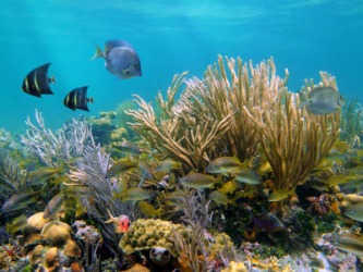 A beautiful coral reef. A beautiful coral reef.