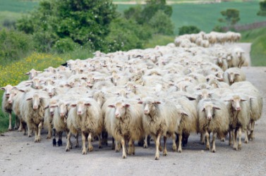 Sheep on the road. Sheep on the road.