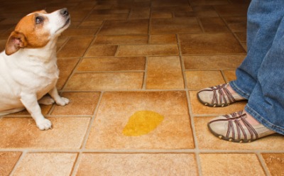 A little doggie is in trouble for leaving urine on the floor. A little doggie is in trouble for leaving urine on the floor.