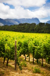 Rows of grape vines. Rows of grape vines.