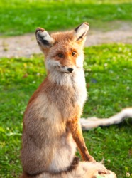 A female fox is a vixen. A female fox is a vixen.