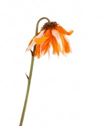 This flower has wilted. This flower has wilted.