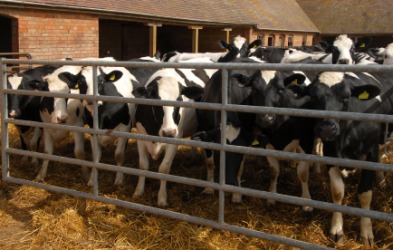 Breeding cows is animal husbandry. Breeding cows is animal husbandry.