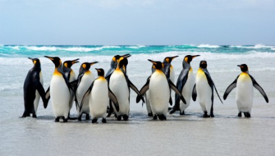 These penguins are Antarctic animals. These penguins are Antarctic animals.