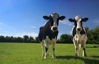There is a space between these two cows. There is a space between these two cows.