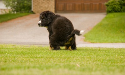 A dog defecates. A dog defecates.