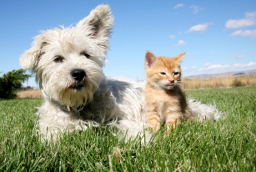 Cats and dogs are animals. Cats and dogs are animals.