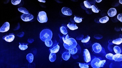 The light from these jellyfish is an example of bioluminescence. The light from these jellyfish is an example of bioluminescence.