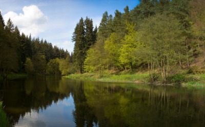 A bosque by a river. A bosque by a river.