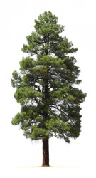The Ponderosa pine is a coniferous tree. The Ponderosa pine is a coniferous tree.