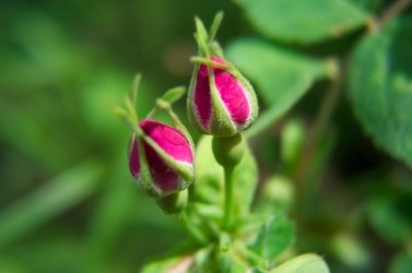 This rose bush is about to flower. This rose bush is about to flower.