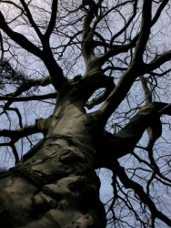 A grand old tree. A grand old tree.