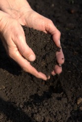 A handful of loam. A handful of loam.