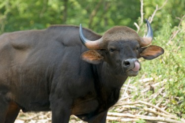 A large black ox. A large black ox.
