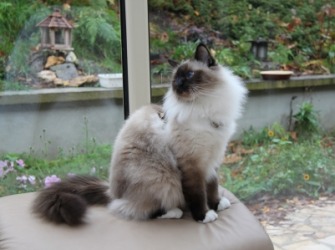 A Birman cat. A Birman cat.