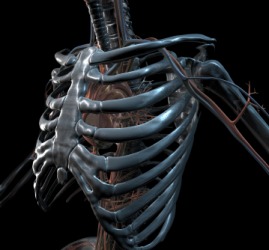 The ribs of a human skeleton. The ribs of a human skeleton.
