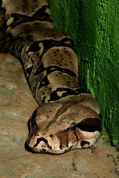 The boa constrictor is a venomous snake The boa constrictor is a venomous snake