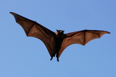 A bat spreads his wings. A bat spreads his wings.