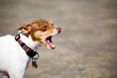 Arf is the sound a dog makes. Arf is the sound a dog makes.