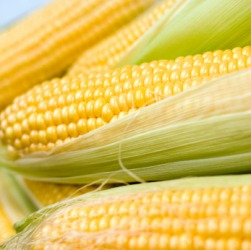 A few ears of corn. A few ears of corn.