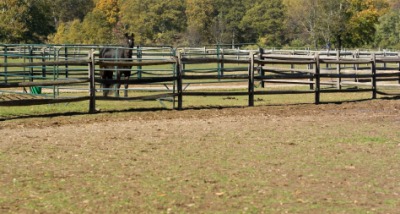 A horse in a corral. A horse in a corral.