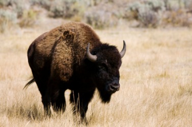 A bison in a field. A bison in a field.