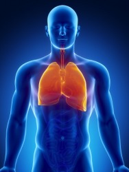 An image of human lungs. An image of human lungs.