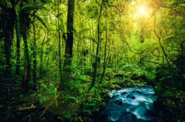 The lush vegetation of a rainforest. The lush vegetation of a rainforest.