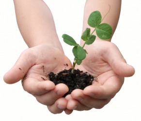 Plants are organic. Plants are organic.