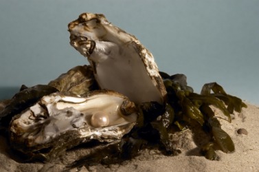 A pearl inside an oyster. A pearl inside an oyster.