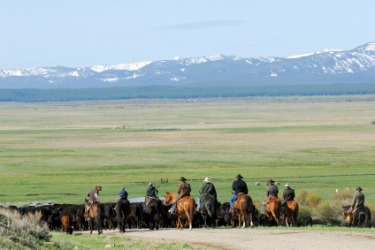 Riders herding cattle with the Bitterroot Range in the background. Riders herding cattle with the Bitterroot Range in the background.