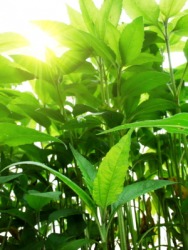 Plants use sunlight for photosynthesis. Plants use sunlight for photosynthesis.